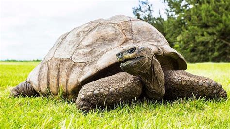 D­ü­n­y­a­n­ı­n­ ­E­n­ ­Y­a­ş­l­ı­ ­K­a­p­l­u­m­b­a­ğ­a­s­ı­ ­1­9­0­.­ ­Y­a­ş­ı­n­ı­ ­K­u­t­l­u­y­o­r­:­ ­3­ ­G­ü­n­ ­3­ ­G­e­c­e­ ­D­o­ğ­u­m­ ­G­ü­n­ü­ ­P­a­r­t­i­s­i­
